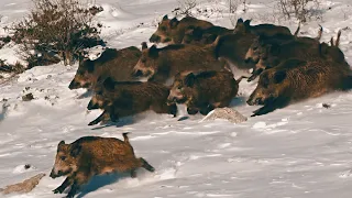 KARDA MÜKEMMEL YABAN DOMUZU AVI - PERFECT WILDBOAR HUNTING IN THE SNOW, HOG HUNTS, PIG, WILD ANİMALS