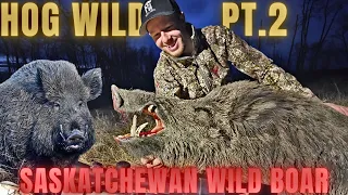 GIANT TUSKER WILD BOAR! | Saskatchewan Wild Boar