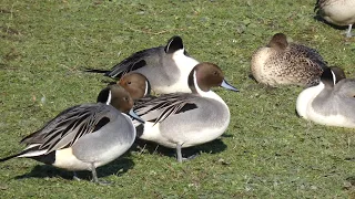 4K Slimbridge: Swans, Ducks, Geese ..... and Cranes!