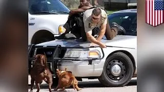 Pit bulls attack cop: Deputy uses his baton to protect man from snarling pit bulls - TomoNews