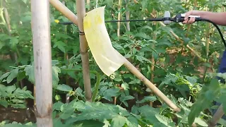 Sulfatando con Calcio para podredumbre del tomate 🍅 "La solución definitiva"