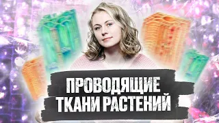 Проводящие ткани растений | Биология ЕГЭ