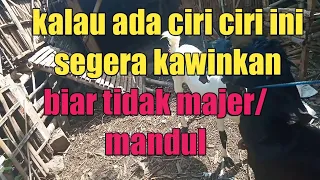 Ciri ciri kambing birahi/mintakawin