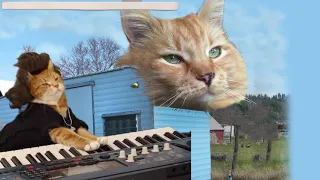 Keyboard Cat practicing hard!