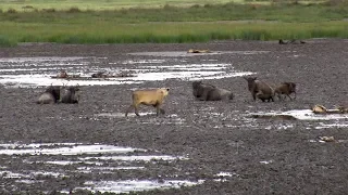 Lioness vs. Wildebeests (reloaded)