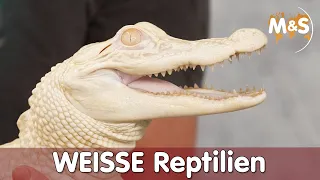 WEISS geht immer! (Schlangen, Echsen, Schildkröten)