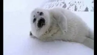 Seal Pup Encounter