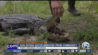 Dog-eating gator caught in Volusia County