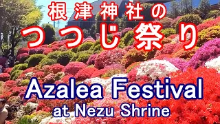 【季節の彩り】つつじ祭り 根津神社 / Azalea Festival at Nezu Shrine, Tokyo