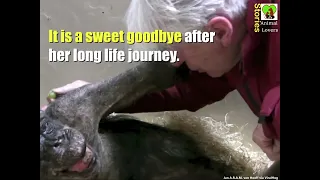 Dying Chimp Says Goodbye To Old Friend