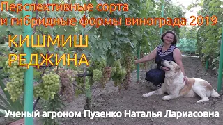 Кишмиш Реджина- виноград для хранения зимой на участке Пузенко Натальи Лариасовны