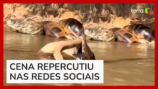 Pescador flagra sucuri dando 'abraço da morte' em jacaré no Mato Grosso do Sul