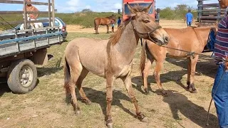 FEIRA DE CAVALOS E BURROS EM CAMPINA GRANDE-PB 10/01/2024 #EQUINOS