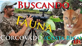 Selva de Corcovado (Península de Osa). Buscando y filmando fauna salvaje en lo mejor de Costa Rica.