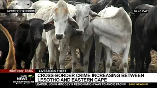 Eastern Cape on a drive to curb cross-border stock theft