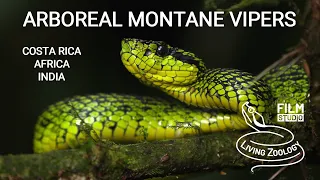 Venomous palm pit vipers from Costa Rica, Bothriechis, African bush vipers, Indian pit vipers