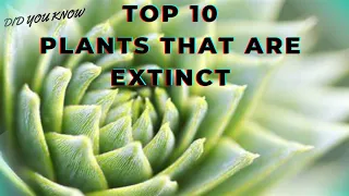 TOP 10 PLANTS THAT ARE EXTINCT #top #plants #extinction #10