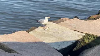 Seagull eating lunch :)