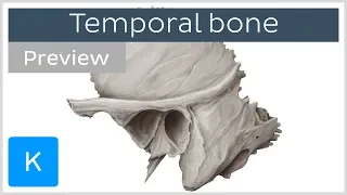 Temporal bone: landmarks and articulations (preview) - Human Anatomy | Kenhub