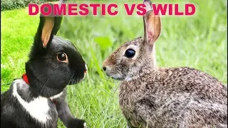 The Difference Between Wild & Domestic Rabbits!