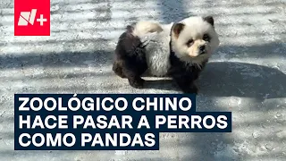 Zoológico de China exhibe pandas falsos - N+
