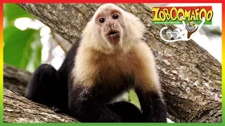 🐒 Zoboomafoo 259 | Messy and Clean | Animal shows for kids | Full Episodes | HD 🐒