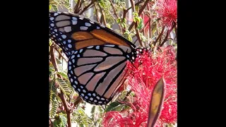 Monarch Butterfly Spiritual Message || Butterfly Symbology || Spirit Animals