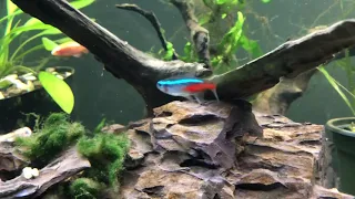 Neon tetras with angelfish, could it work?