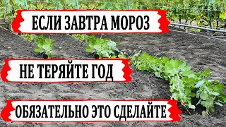 🍇 Сентябрьские ЗАМОРОЗКИ! Не ленитесь! ОБЯЗАТЕЛЬНО сделайте ЭТО на винограднике иначе ПОТЕРЯЕТЕ ГОД!