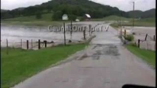 COWS CAUGHT IN FLASH FLOOD!