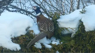 Male pheasant on a hedgerow 2 (Finland)