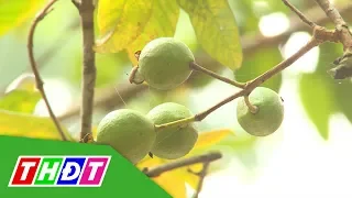 Sự thật về cây ổi biết cười ở Thanh Hóa | THDT