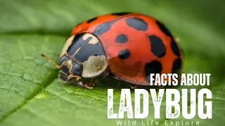 Amazing Ladybug Facts That Will Blow Your Mind