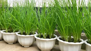 Simple way to grow green onions from plastic pots at home, fast and effective