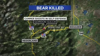 Man Shoots Bear That Was Chasing His Dog Near Nederland