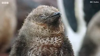 Penguin chicks fight for survival after trekking across Antarctic wastelands in new BBC series