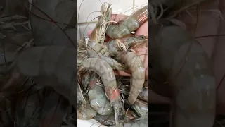 How to clean prawns 🦐 Simple tricks #shorts #seafood #food