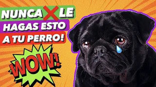 3 COSAS que NUNCA ❌ DEBES HACER con tu PERRO! ⚠️