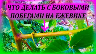 Что делать с боковыми побегами на ежевике. Как обрезать ежевику. Летняя формировка куста ежевики.