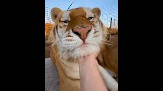 Тигр - это Большой Котик. Видео про тигров. Животные