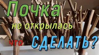 Виноград .Как помочь почкам - открыться .