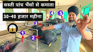 सस्ती 5 भैंसो से 40 हजार महीना कमाता किसान DAIRY FARMING EARNING FROM CHEAP BUFFALO DAIRY FARM