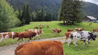 auf zur Hütte, daß letzte fette Gras an der Farchanter Alm vor'm Almabtrieb/Rinder im Galopp