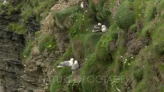 Northern fulmar (Fulmarus glacialis) couple in courtship while sitting on a cliff