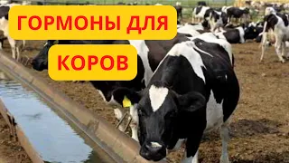 Какие гормоны лучше для коров?