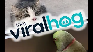 Parrot Plays Peek-a-Boo with Neighbors Cat || ViralHog