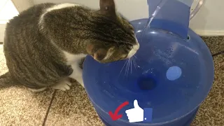 #63 Bebedouro para gatos muito fácil de fazer DIY faça você mesmo , galão reciclado , fonte de água