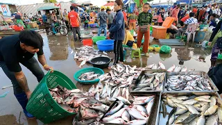 Amazing Distribution Site of Cambodian Fish Market - Fish Market Scenes Show & People Activities