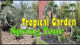 Spring Tropical Garden Tour Featuring Our Cold Hardy Palms!