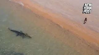 Stealthy crocodile stalks unassuming dog along beach